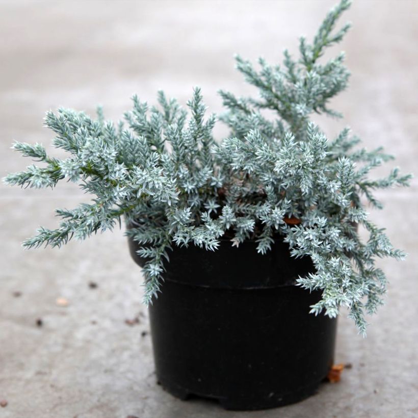 Genévrier écailleux - Juniperus squamata Tropical Blue (Plant habit)