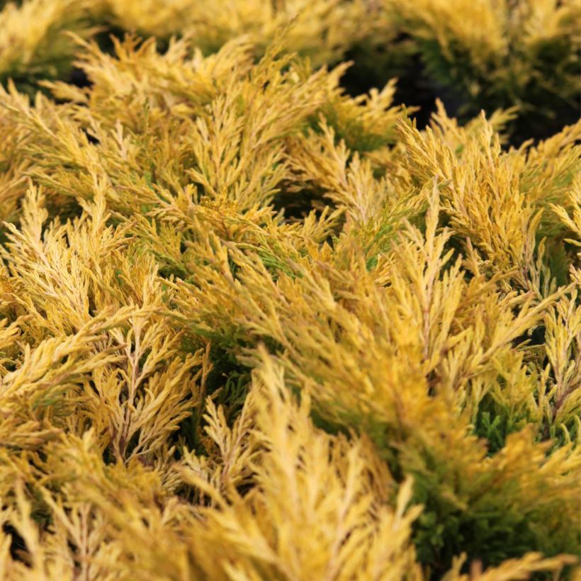 Genévrier horizontal - Juniperus horizontalis Limeglow (Foliage)