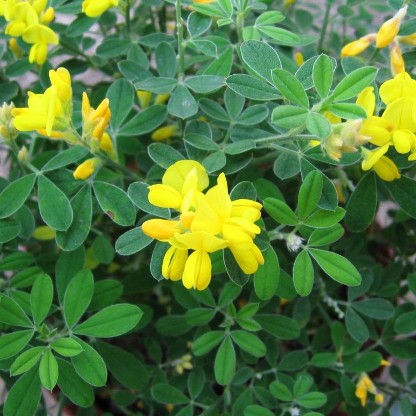 Genista Porlock - Genêt (Flowering)