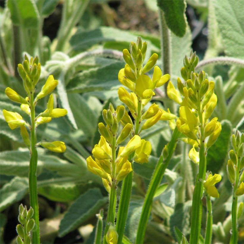 Genista sagittalis - Genêt ailé (Flowering)