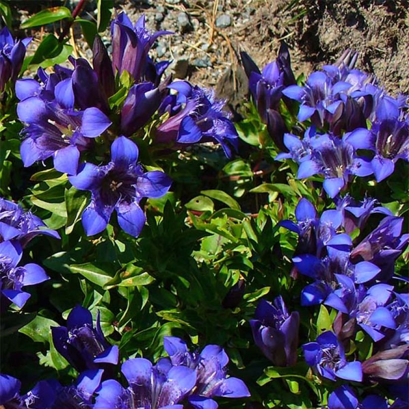 Gentiane septemfida var. lagodechiana (Plant habit)