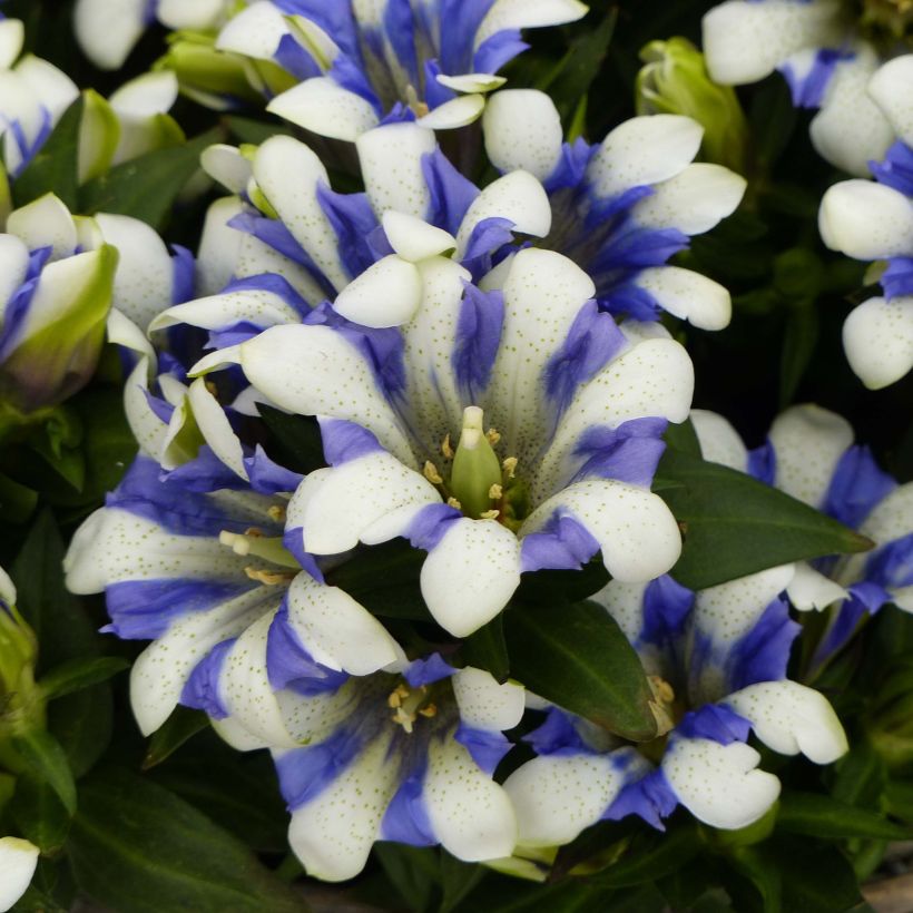 Gentiane scabra Royal Stripes (Flowering)