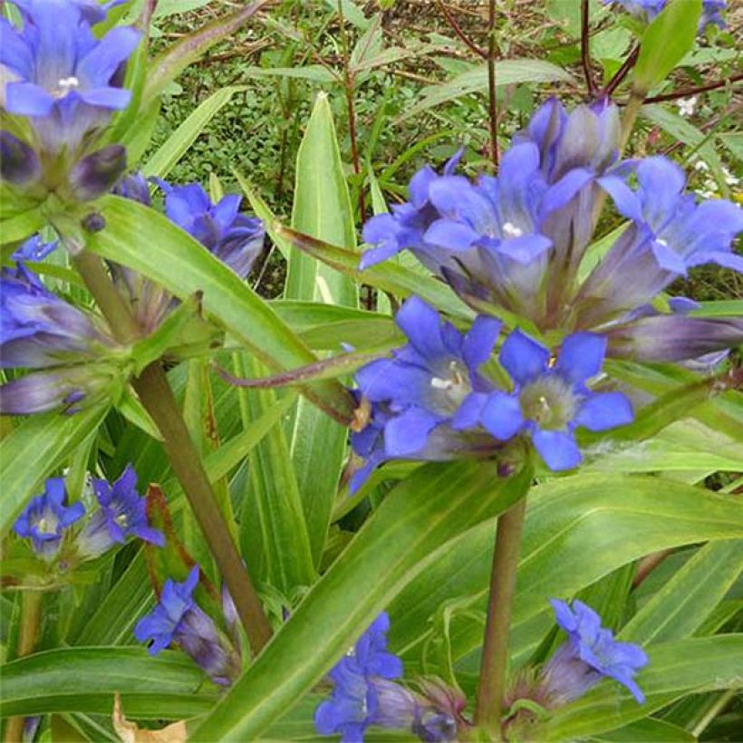 Gentiane dahurica - Gentiane de Sibérie (Flowering)