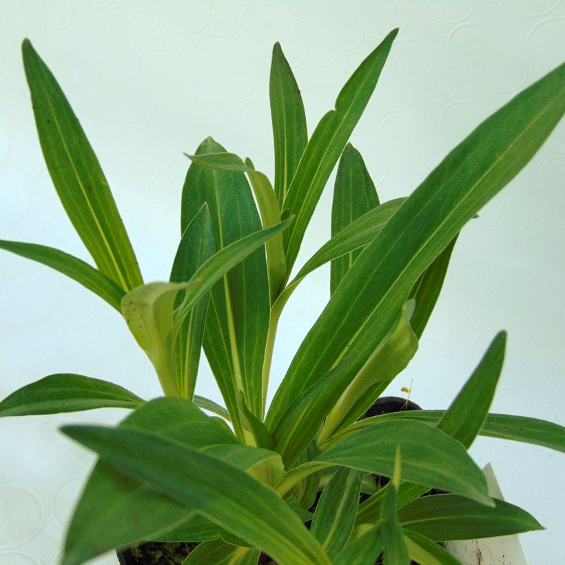 Gentiane dahurica - Gentiane de Sibérie (Foliage)