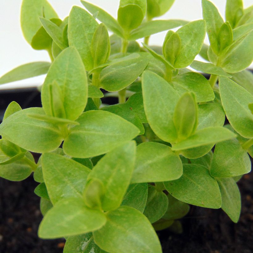 Gentiane scabra Royal Stripes (Foliage)
