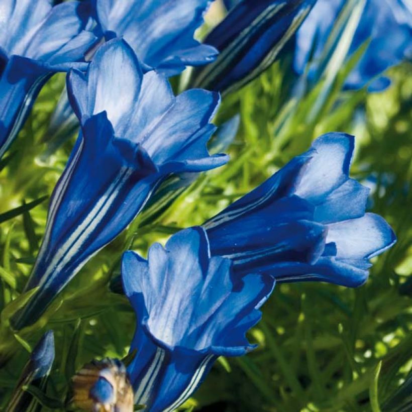 Gentiane sino-ornata bleue à floraison automnale, Gentiana (Flowering)