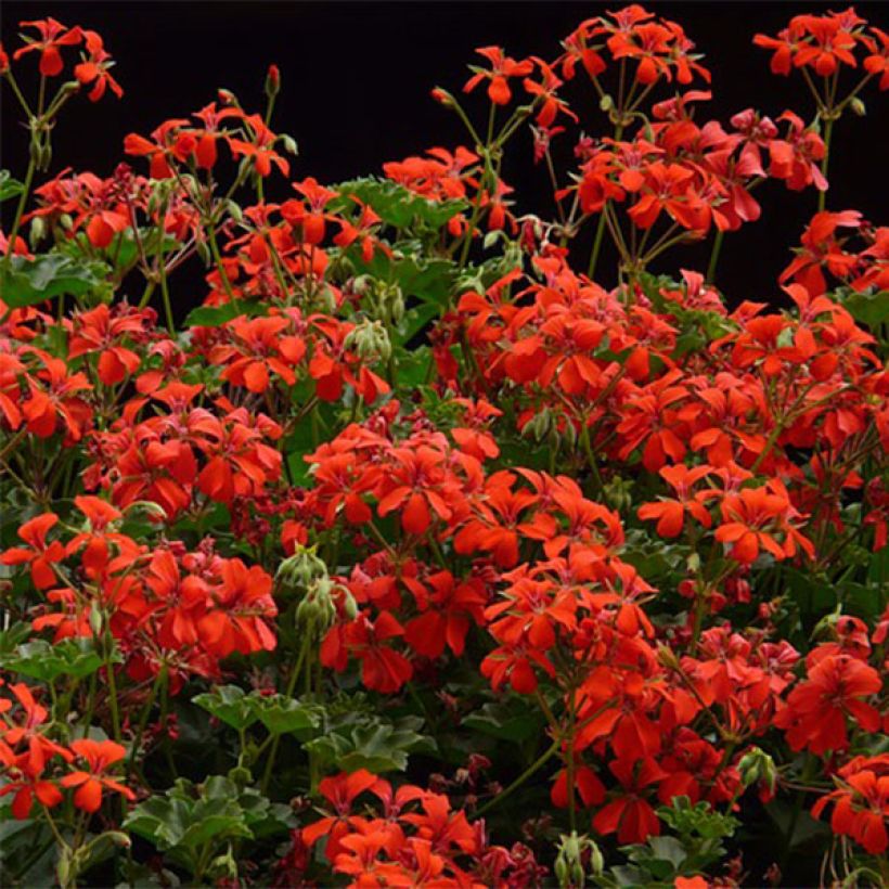 Géranium-lierre Roi des Balcons rouge Imperial (Flowering)