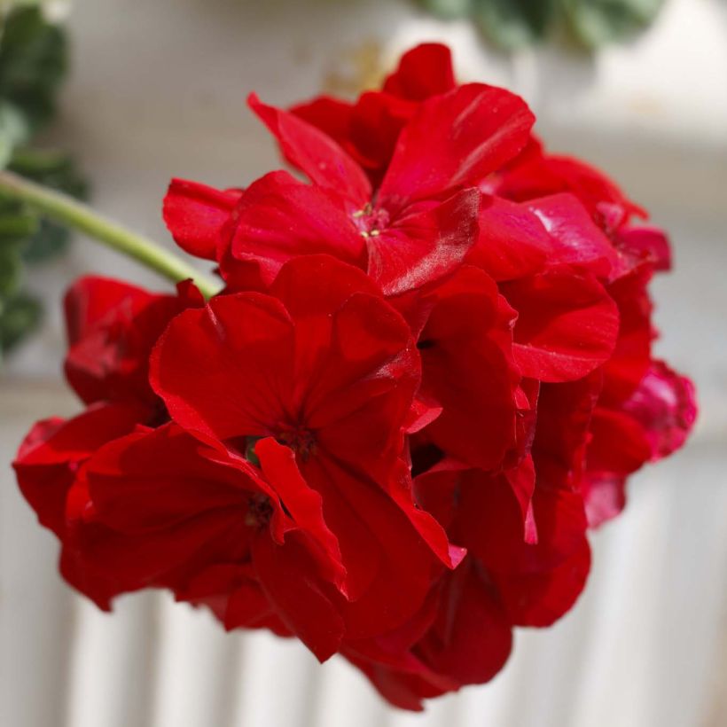 Géranium interspécifique Cassiopeia - Pelargonium   (Flowering)