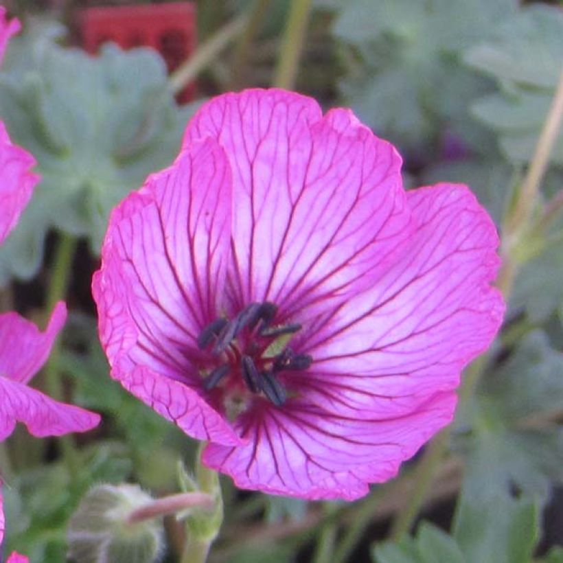 Géranium vivace cinereum Carol (Flowering)