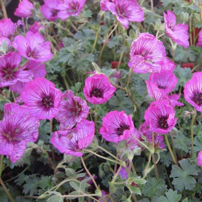 Géranium vivace cinereum Carol (Plant habit)