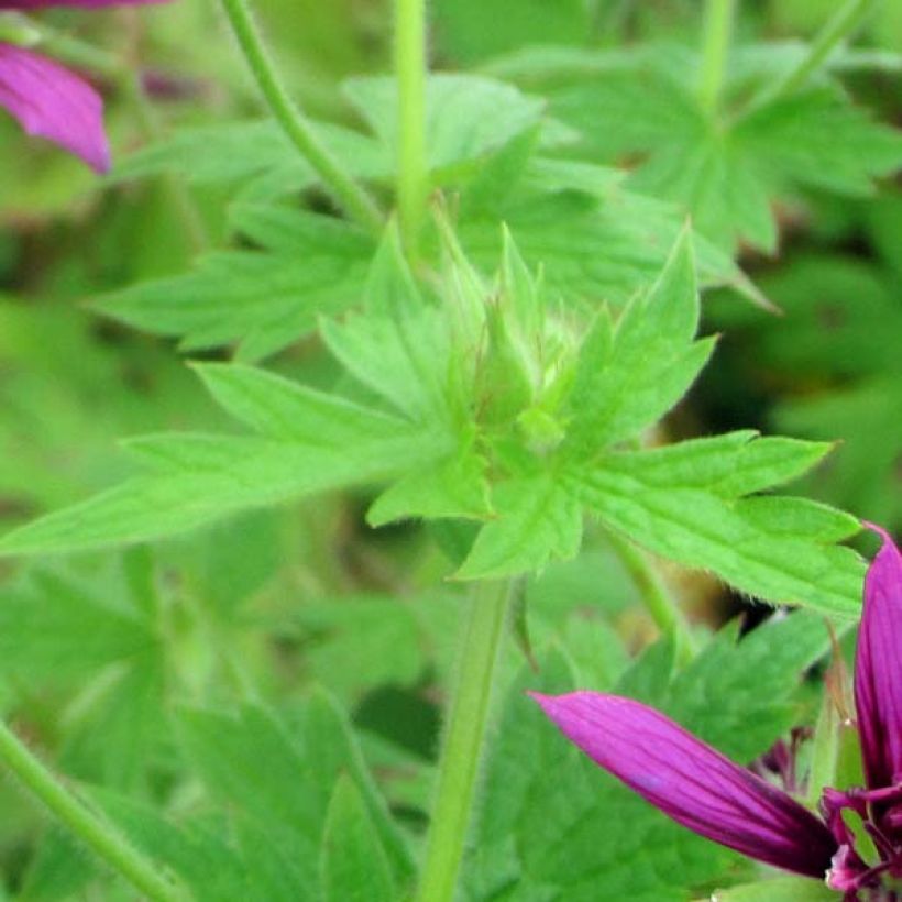 Geranium vivace Catherine Deneuve (Foliage)
