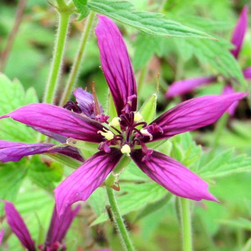 Geranium vivace Catherine Deneuve (Flowering)