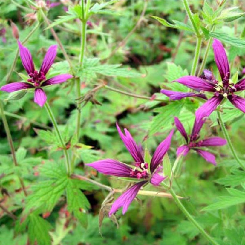 Geranium vivace Catherine Deneuve (Plant habit)