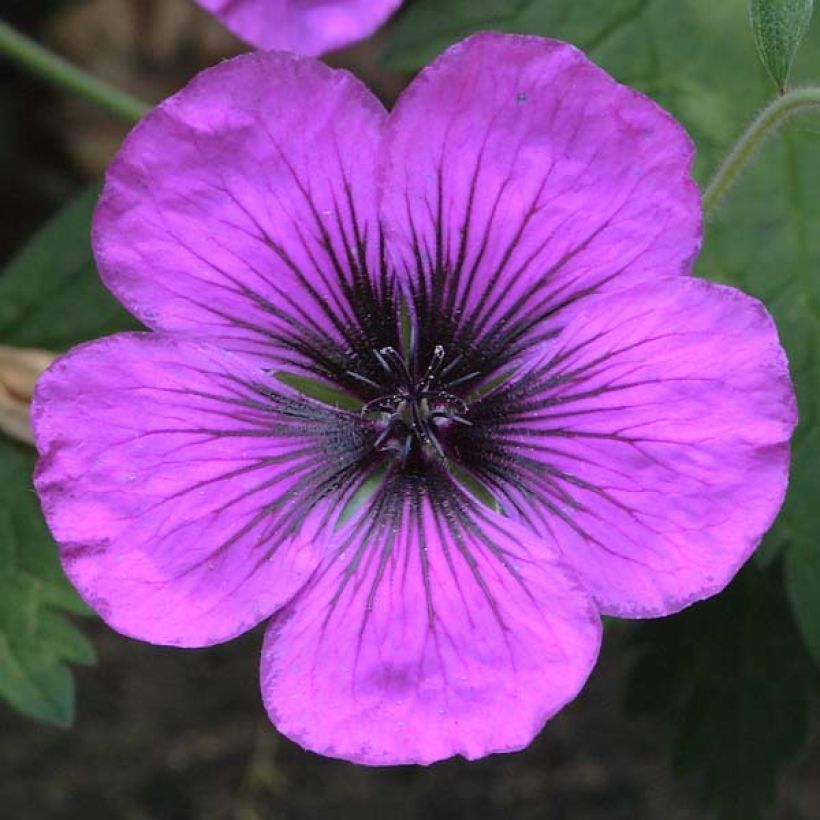 Géranium vivace Dragon Heart (Flowering)