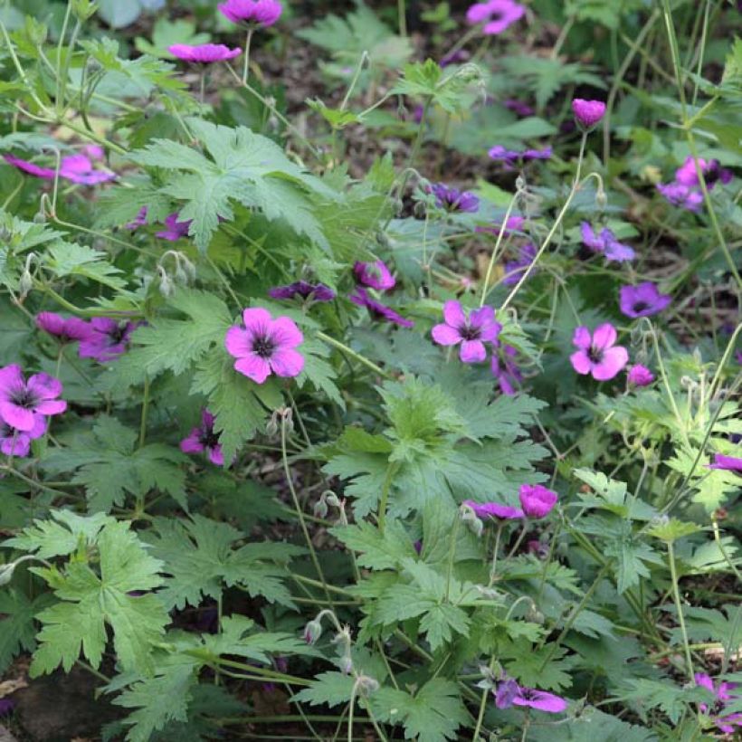 Géranium vivace Dragon Heart (Plant habit)