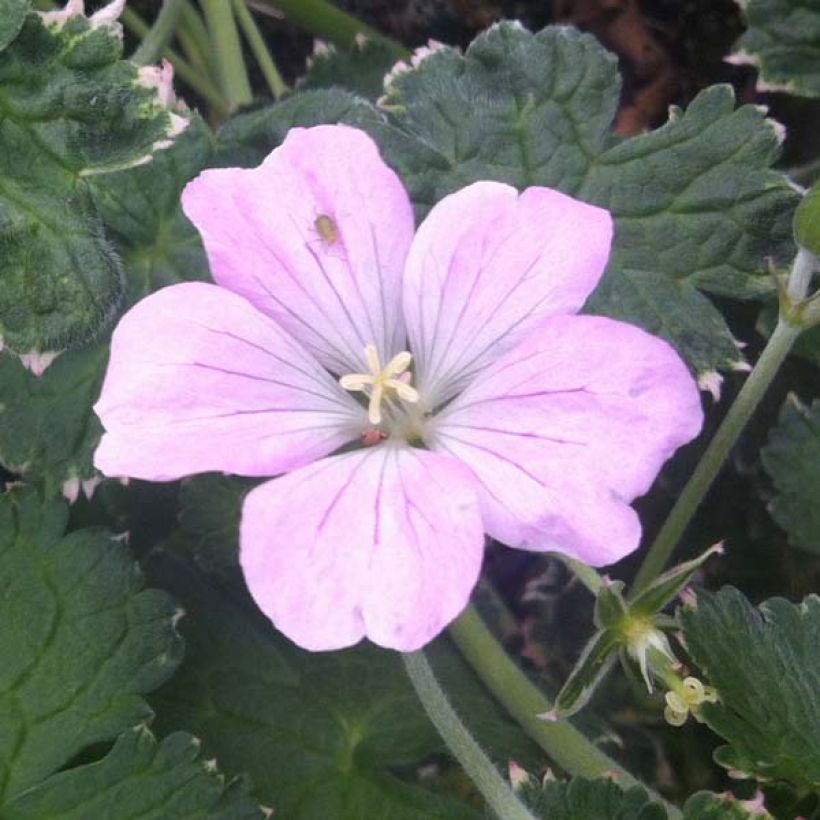 Géranium vivace Dreamland (Flowering)