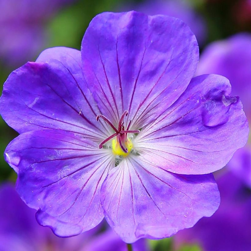 Geranium Eureka Blue - géranium vivace (Flowering)
