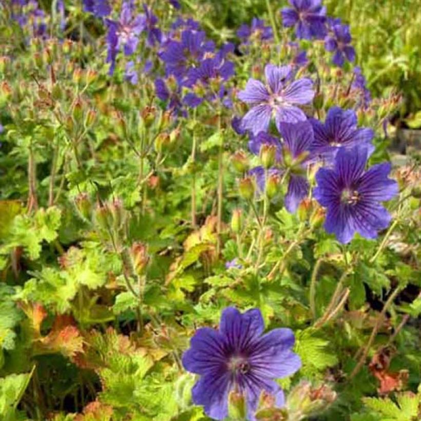 Géranium vivace ibericum (Plant habit)