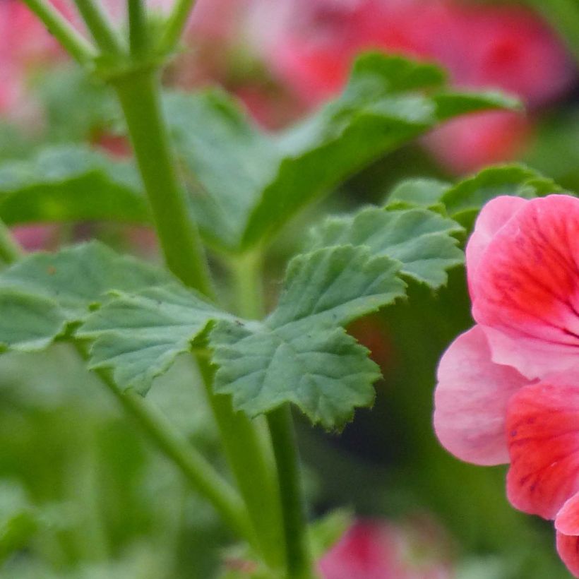 Pélargonium - Geranium parfumé Paton's Unique (Foliage)