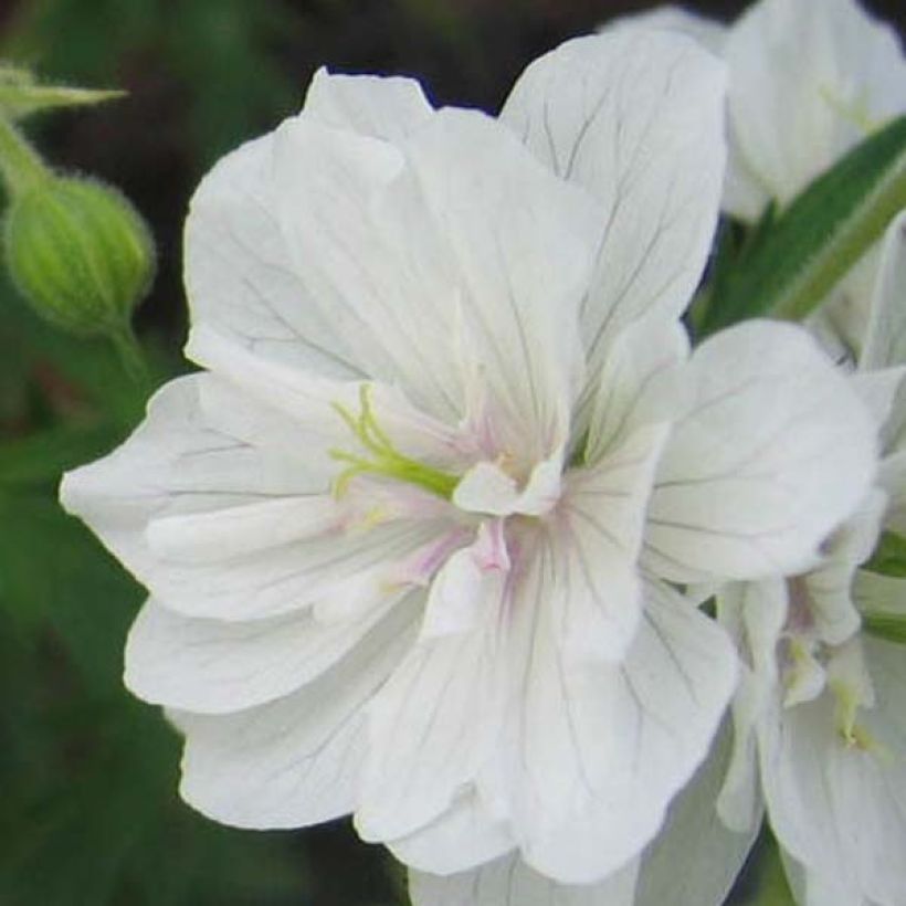 Geranium vivace pratense Plenum Album - Géranium des prés (Flowering)