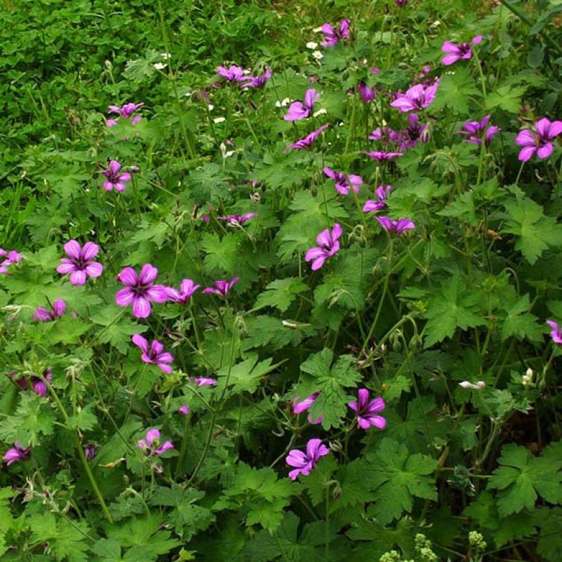 Géranium vivace Sue Crûg (Plant habit)