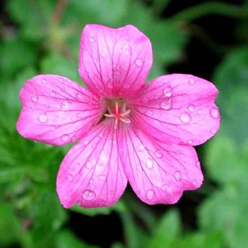 Géranium vivace endressii Wargrave Pink (Flowering)