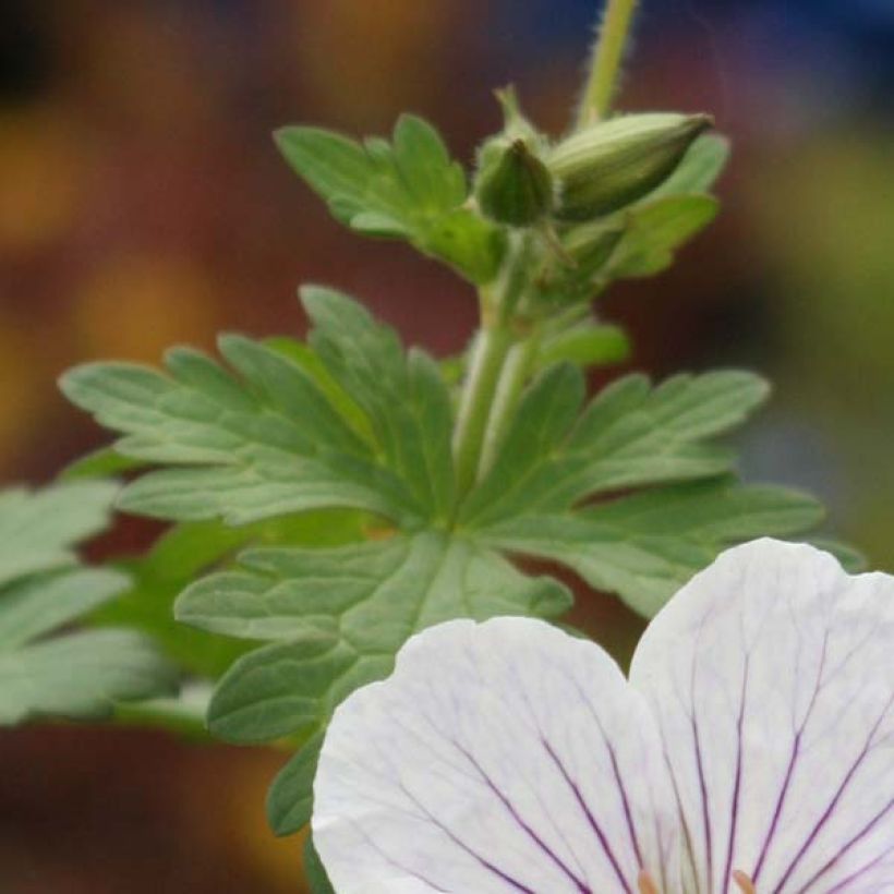 Géranium vivace himalayense Derrick Cook (Foliage)