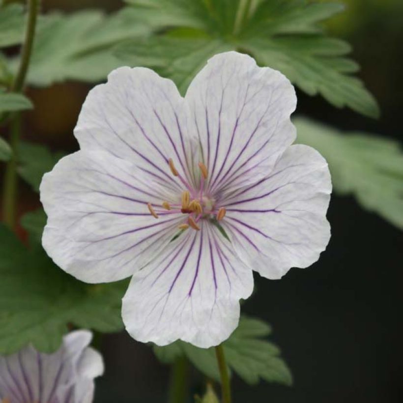 Géranium vivace himalayense Derrick Cook (Flowering)
