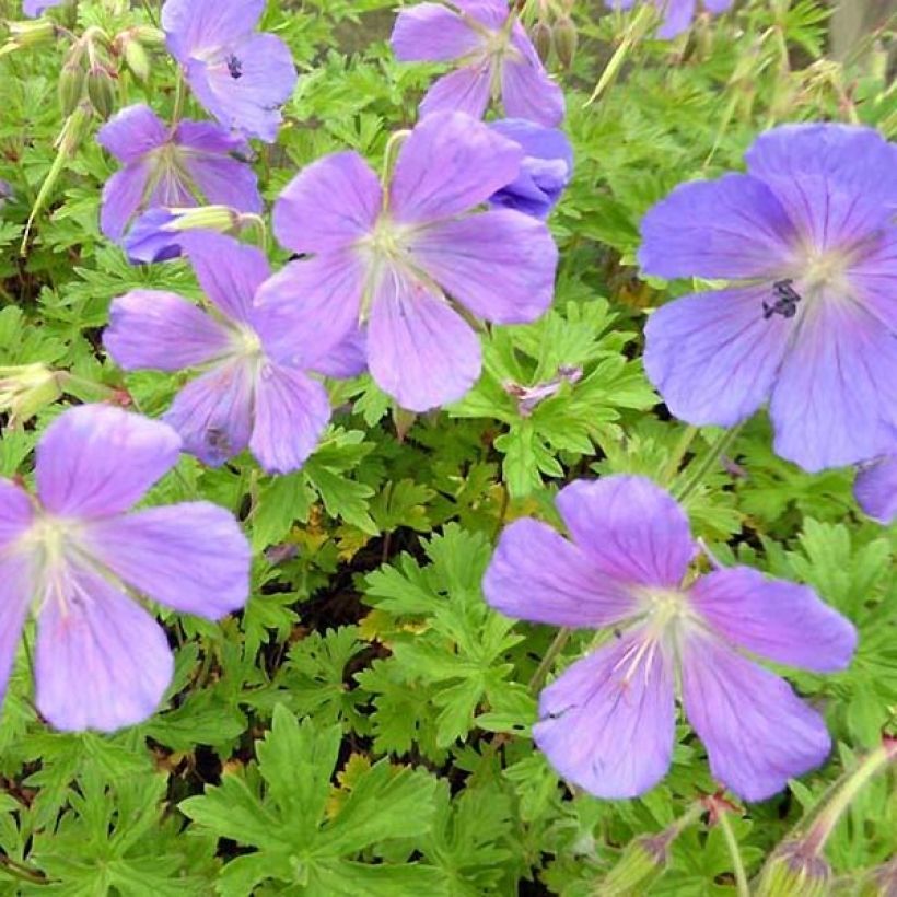 Geranium himalayense Irish Blue - Géranium vivace de l'Himalaya (Flowering)