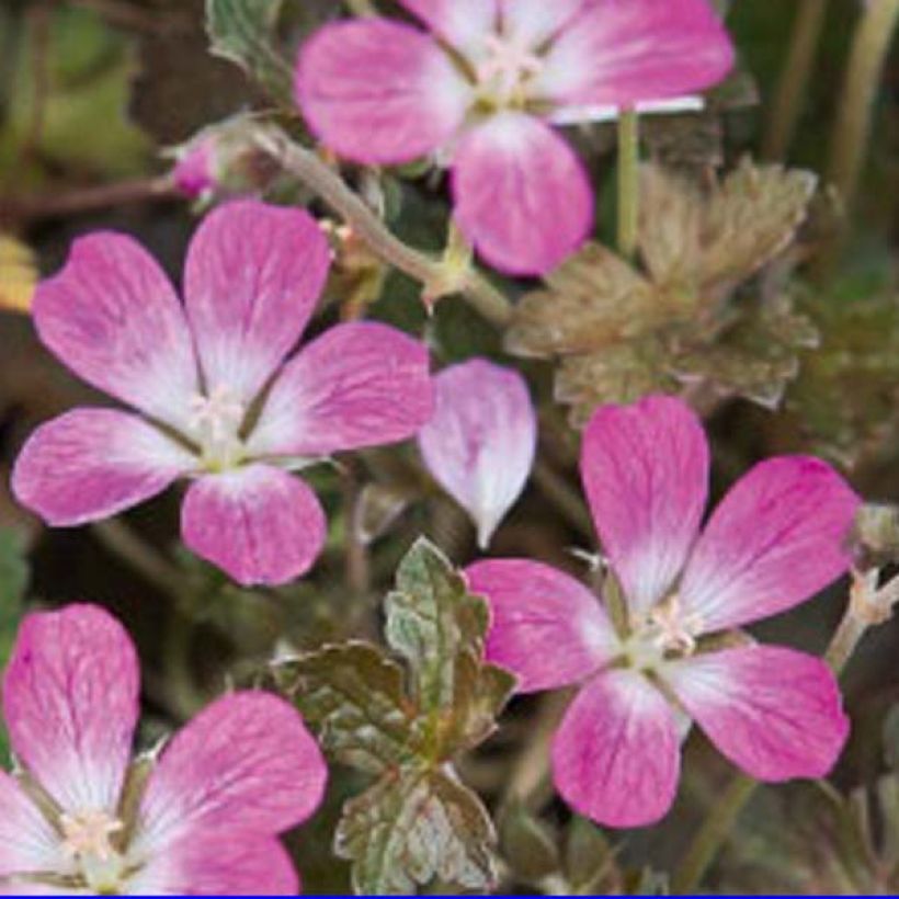 Géranium vivace Orkney Cherry® (Flowering)