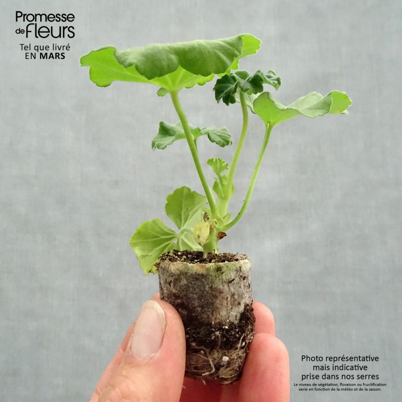 Example of Géranium interspécifique TwoinOne Violet - Pelargonium Mini-motte Ø 3/4 cm as you get in printemps