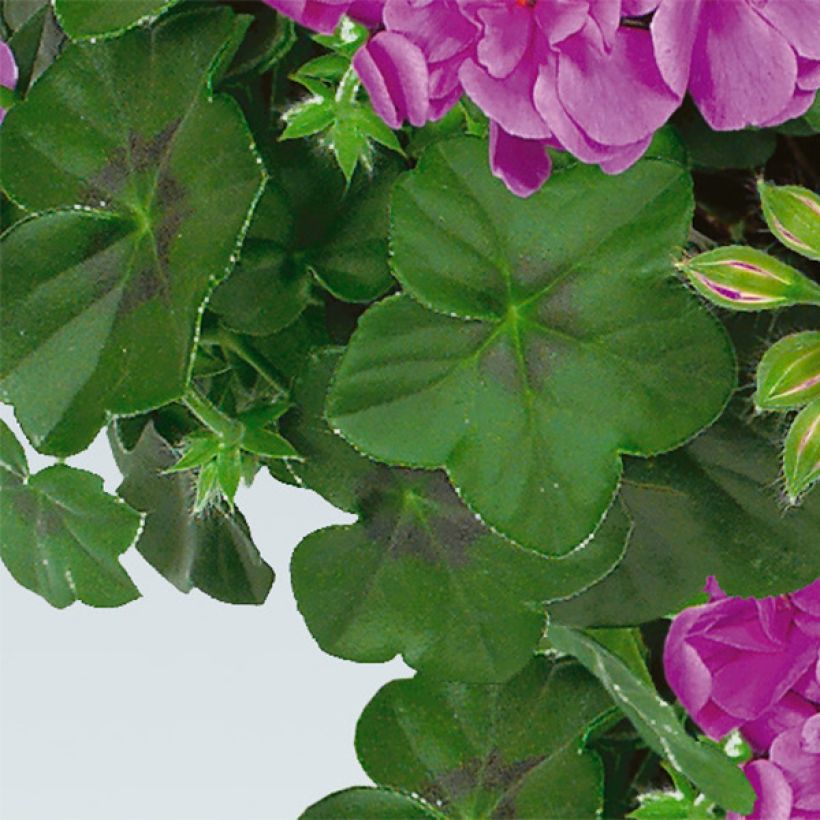 Géranium-lierre double Amelit (Foliage)