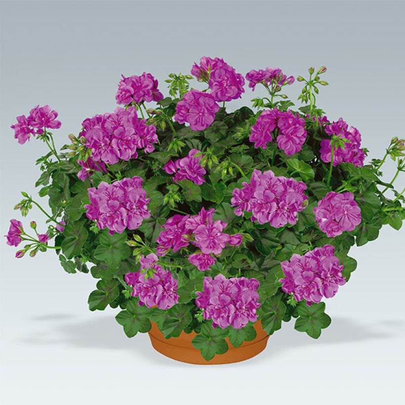 Géranium-lierre double Amelit (Plant habit)
