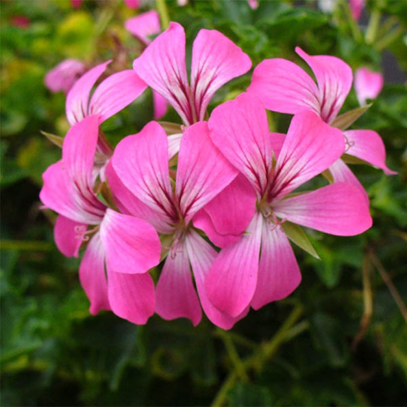 Géranium-lierre Roi des Balcons Desrumeaux (Flowering)