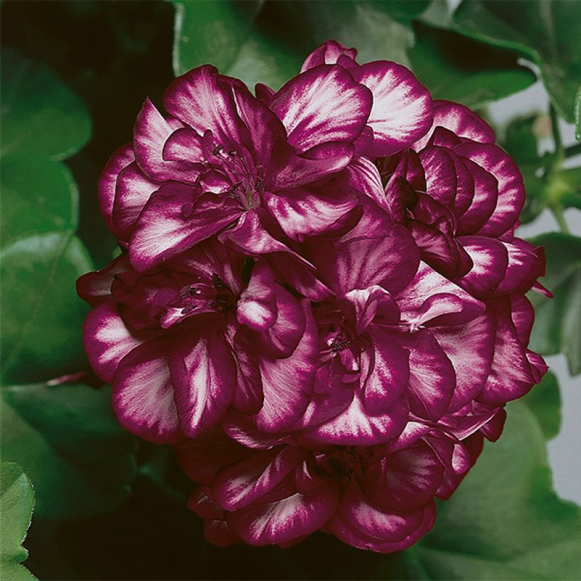 Géranium-lierre double Mexica Tomcat (Flowering)