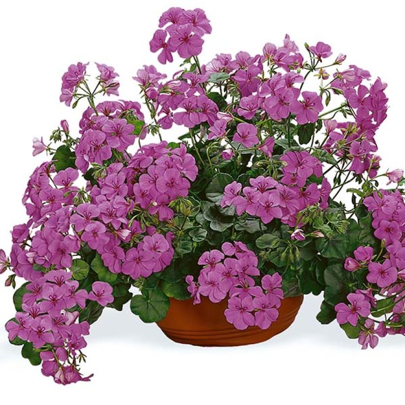 Géranium-lierre simple PAC Happy Face Amethyst    (Flowering)