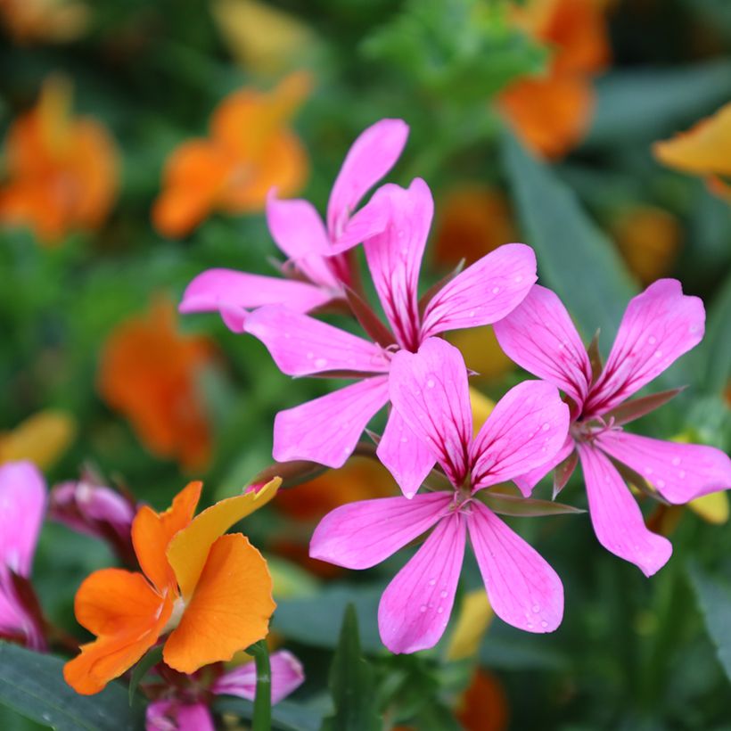 Géranium-lierre Roi des Balcons rose lilas (Flowering)