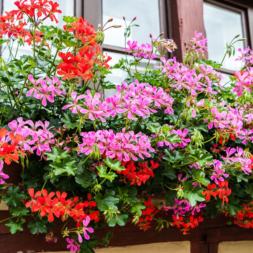 Géranium-lierre Roi des Balcons rose lilas (Plant habit)