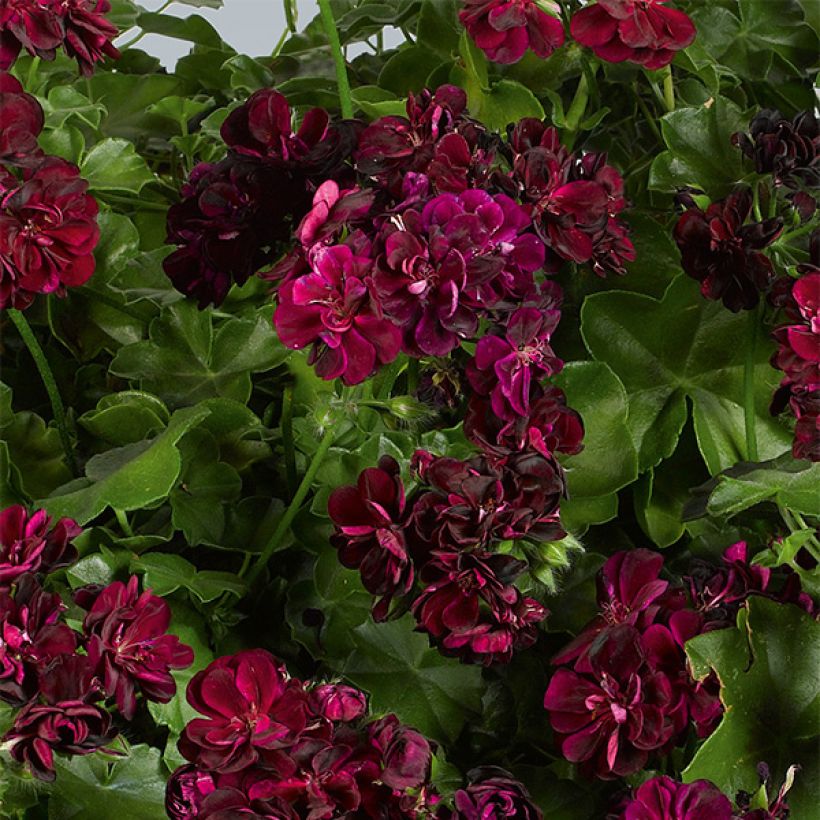 Géranium-lierre double Tommy (Flowering)
