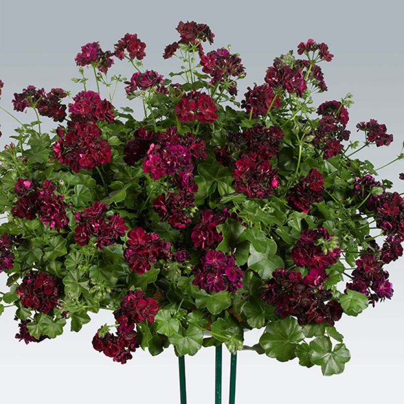 Géranium-lierre double Tommy (Plant habit)