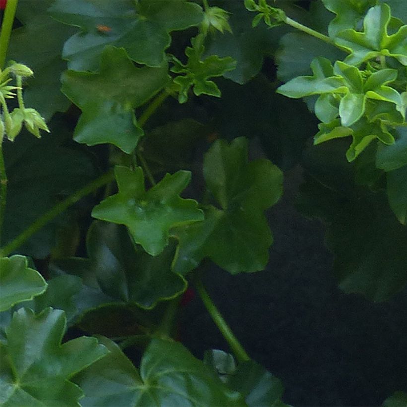 Géranium-lierre Ville de Dresden (Foliage)