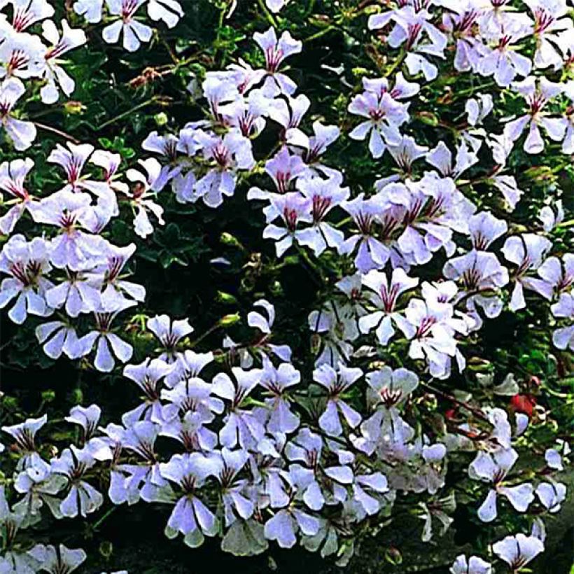 Géranium-lierre Ville de Dresden (Flowering)