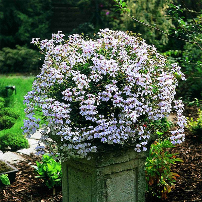 Géranium-lierre Ville de Dresden (Plant habit)