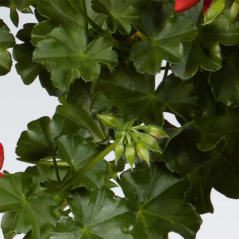 Géranium-lierre double Rocky (Foliage)