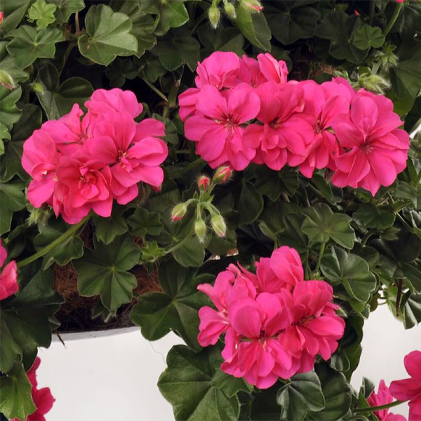 Géranium-lierre double Rocky (Flowering)