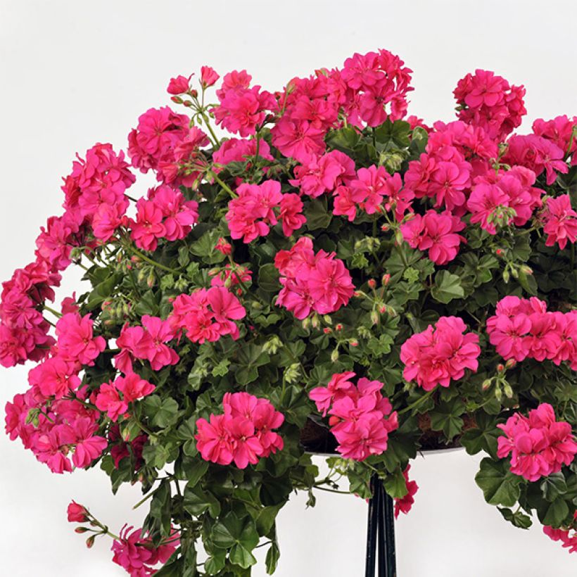 Géranium-lierre double Rocky (Plant habit)