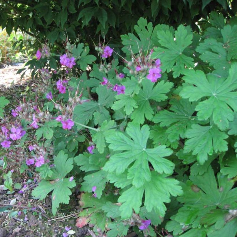 Géranium vivace macrorrhizum Czakor (Plant habit)