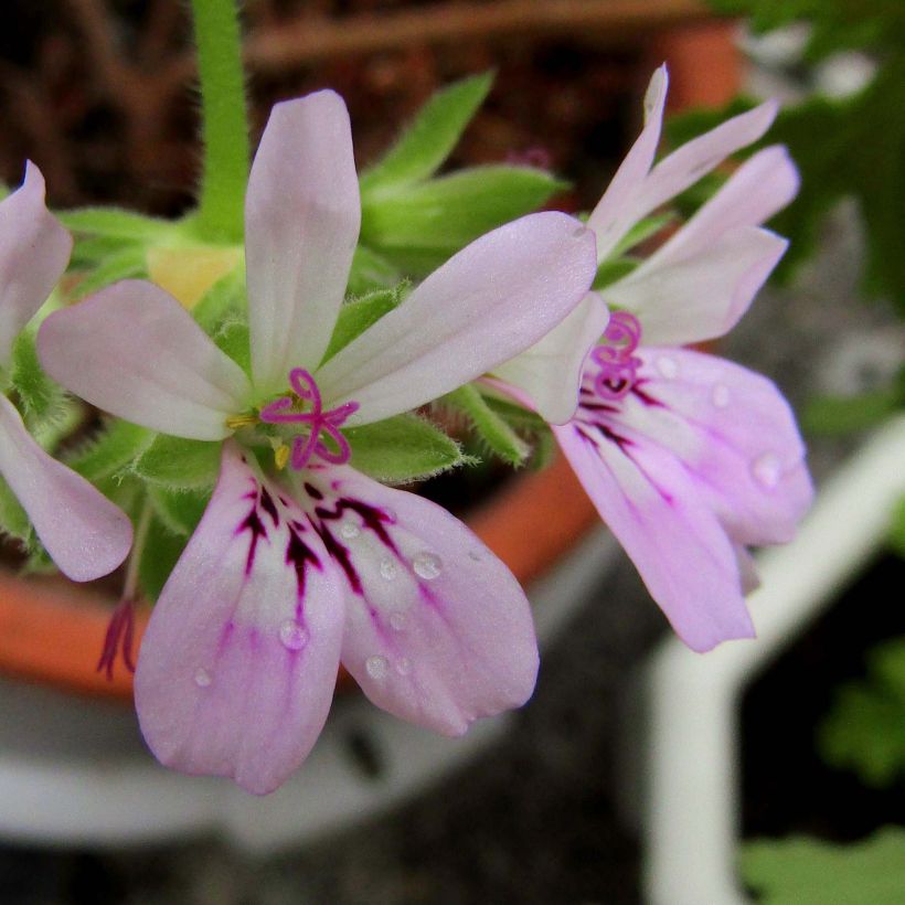 Géranium odorant Rosat - Pelargonium capitatum 1L - Pélargonium à fleurs en tête  (Flowering)