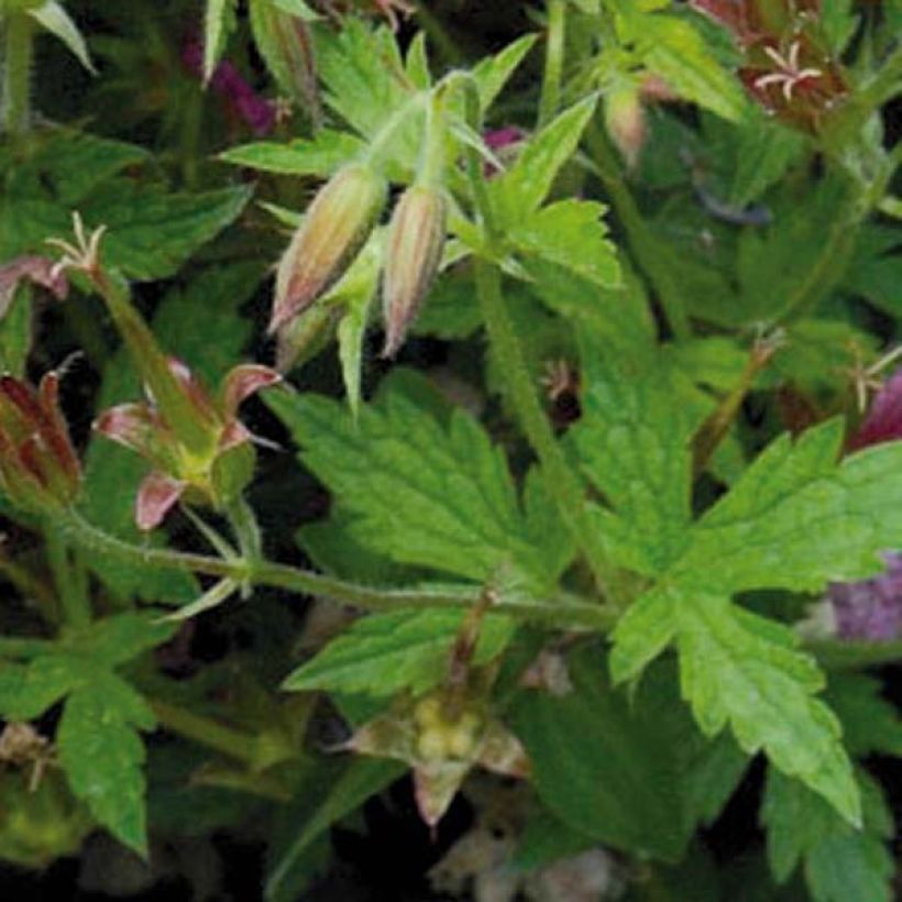 Géranium vivace oxonianum Hollywood (Foliage)
