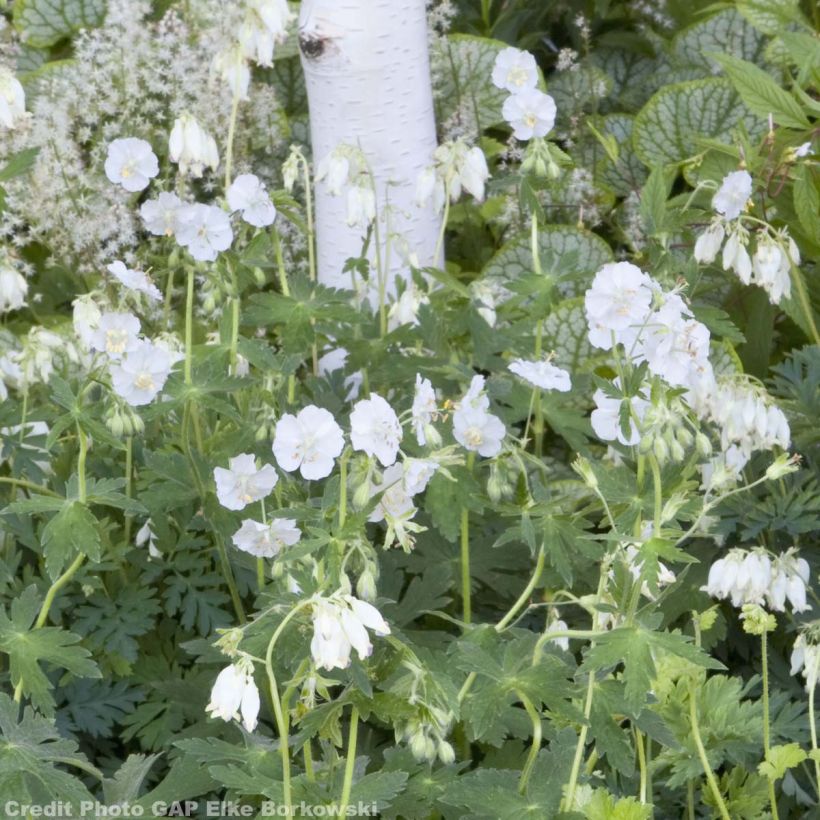 Géranium vivace phaeum Album (Plant habit)